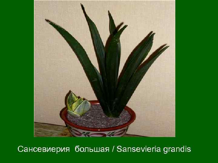 Сансевиерия большая / Sansevieria grandis 