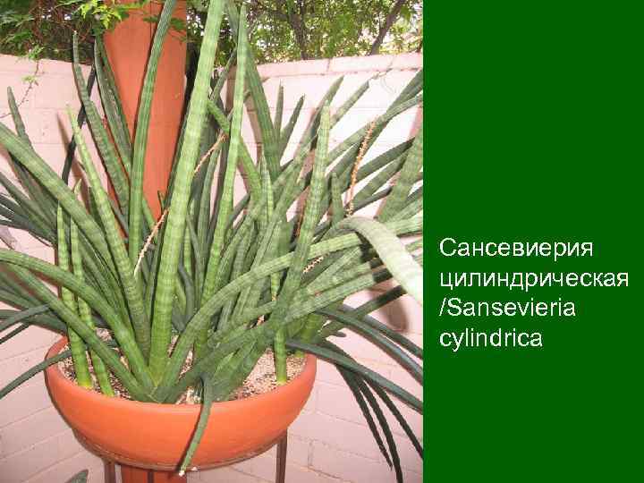 Sansevieria cylindrica. Сансевиерия цилиндрическая /Sansevieria cylindrica 