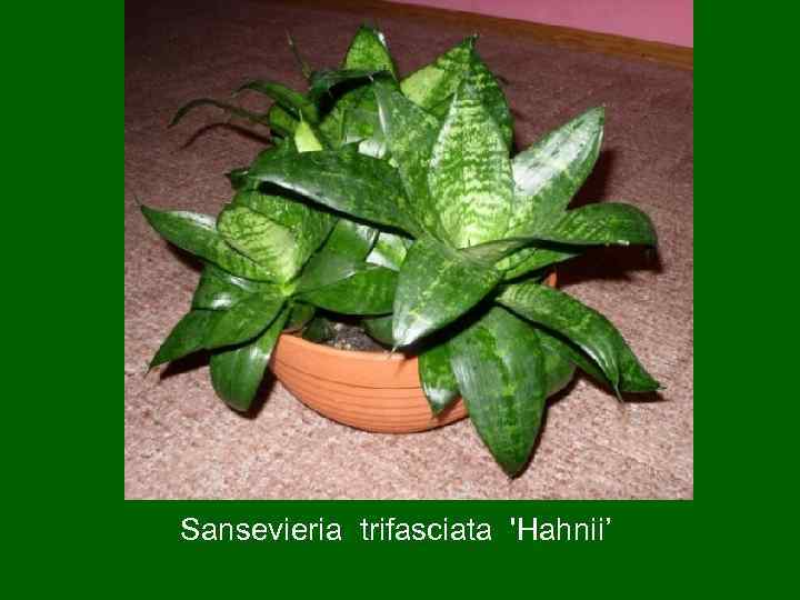Sansevieria trifasciata 'Hahnii’ 