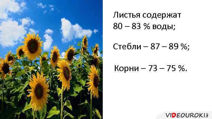 Листья содержат 80 – 83 % воды; Стебли – 87 – 89 %; Корни