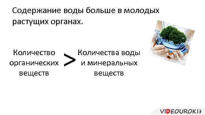 Содержание воды больше в молодых растущих органах. Количество органических веществ > Количества воды и