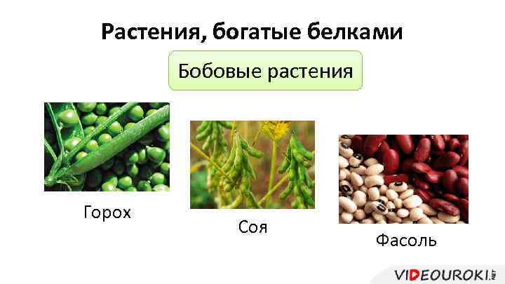 Богатую растительным белком. Растения богатые белками. Бобовые богатые белком. Растения с большим количеством белка. Пищевые растения.
