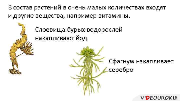 В состав растений в очень малых количествах входят и другие вещества, например витамины. Слоевища