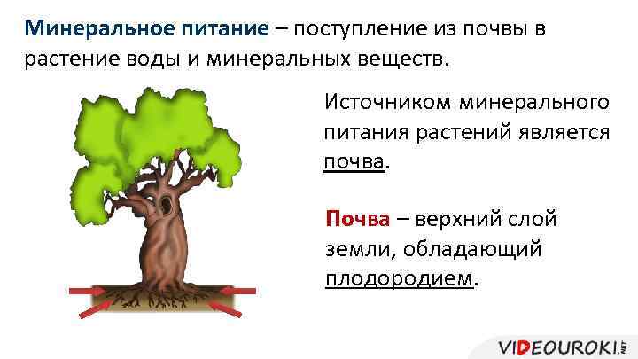 Минеральное питание – поступление из почвы в растение воды и минеральных веществ. Источником минерального