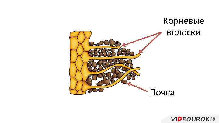 Корневые волоски Почва 
