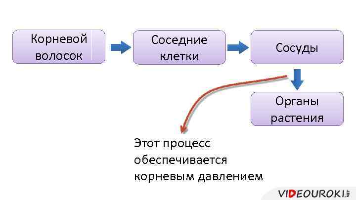 Корневой волосок Соседние клетки Сосуды Органы растения Этот процесс обеспечивается корневым давлением 