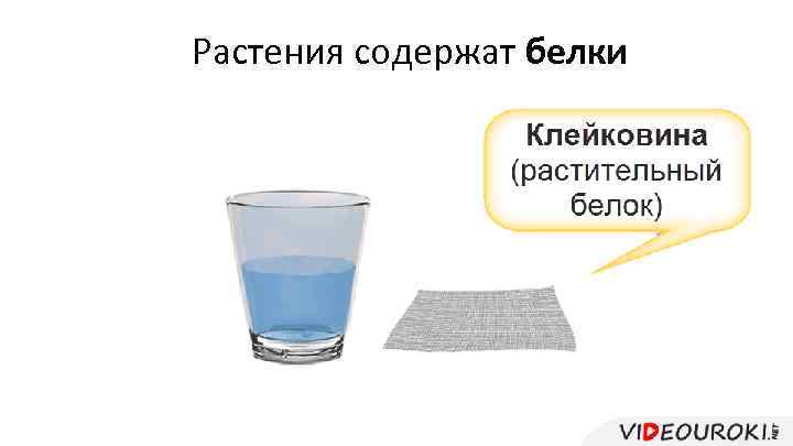 Растения содержат белки 