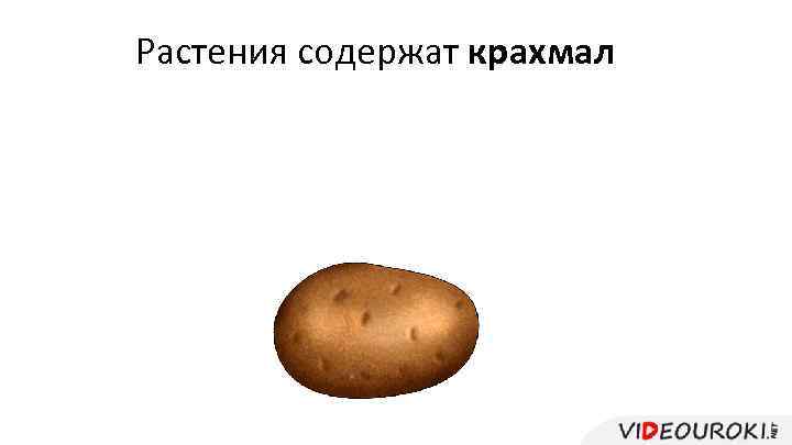 Растения содержат крахмал 