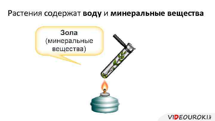 Растения содержат воду и минеральные вещества 