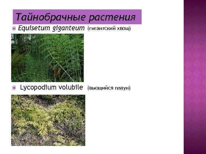 Тайнобрачные растения Equisetum giganteum (гигантский хвощ) Lycopodium volubile (вьющийся плаун) 