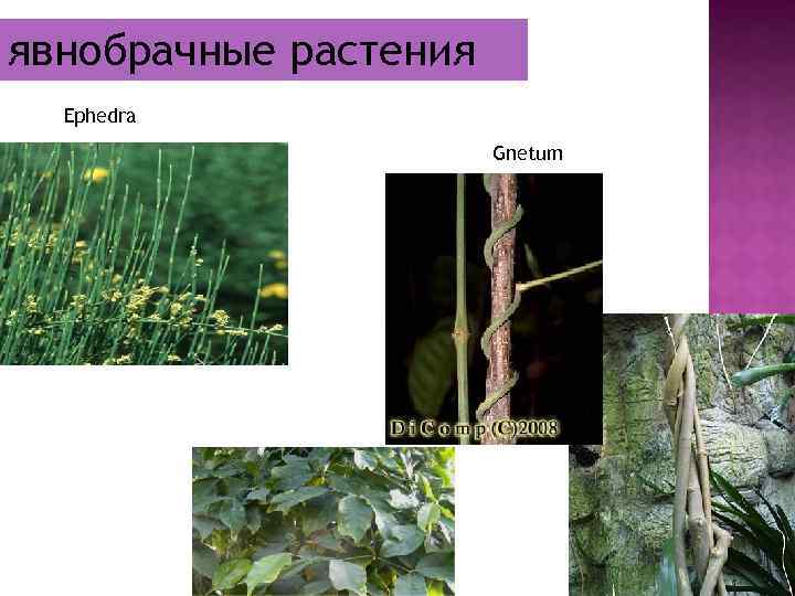 явнобрачные растения Ephedra Gnetum 