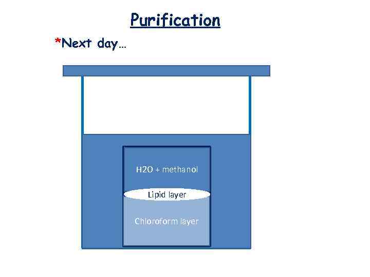 Purification *Next day… H 2 O + methanol Lipid layer Chloroform layer 