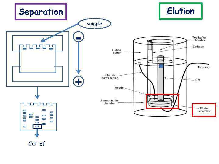 Elution Separation + Cut of sample 