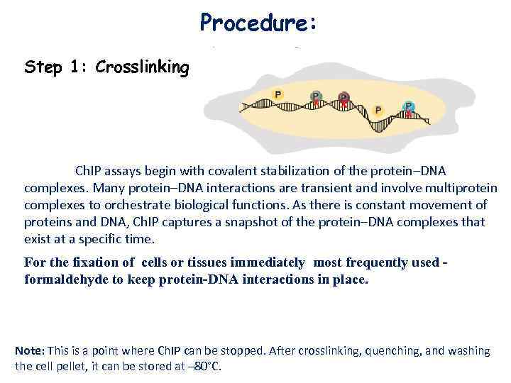 Procedure: Step 1: Crosslinking Ch. IP assays begin with covalent stabilization of the protein–DNA