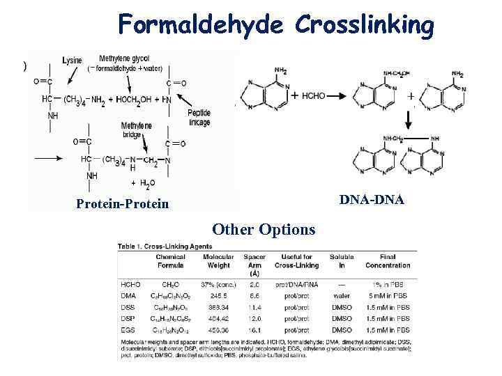 Formaldehyde Crosslinking DNA-DNA Protein-Protein Other Options 