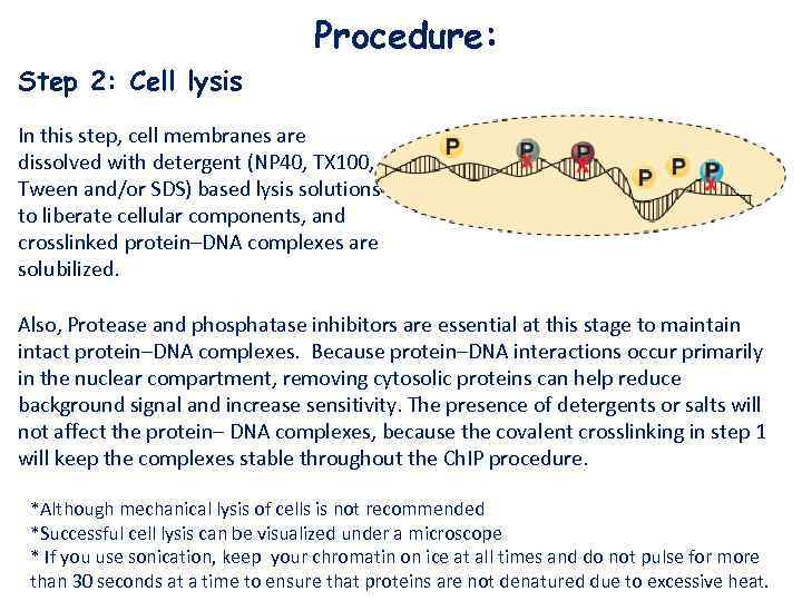 Procedure: Step 2: Cell lysis In this step, cell membranes are dissolved with detergent