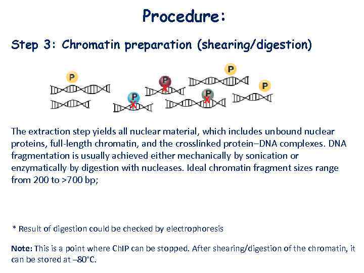 Procedure: Step 3: Chromatin preparation (shearing/digestion) The extraction step yields all nuclear material, which