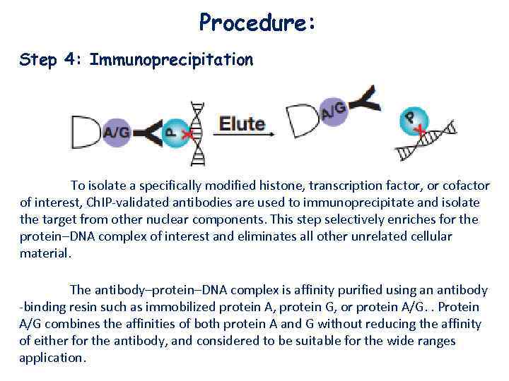 Procedure: Step 4: Immunoprecipitation To isolate a specifically modified histone, transcription factor, or cofactor