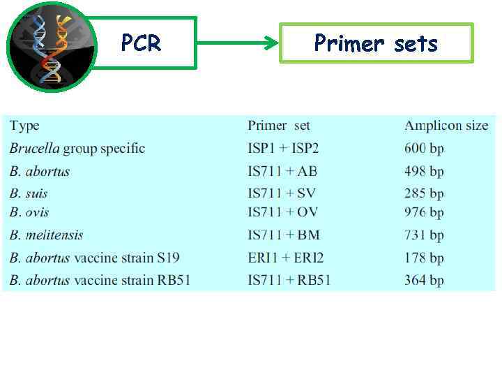 PCR Primer sets 