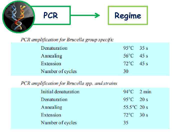 PCR Regime 