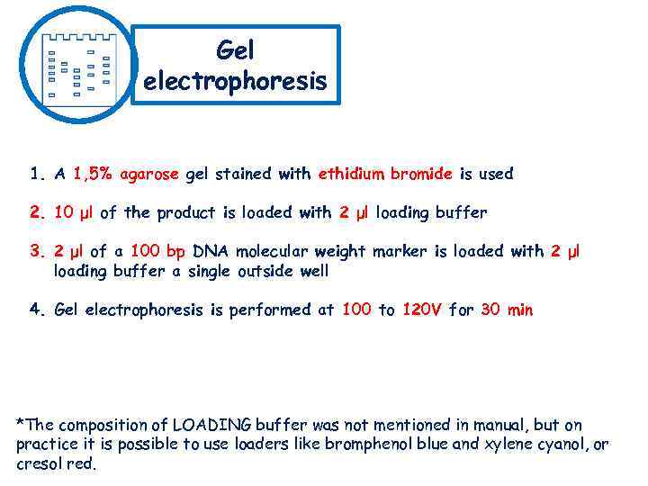 Gel electrophoresis 1. A 1, 5% agarose gel stained with ethidium bromide is used