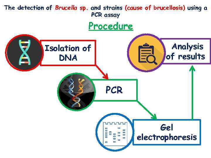 The detection of Brucella sp. and strains (cause of brucellosis) using a PCR assay