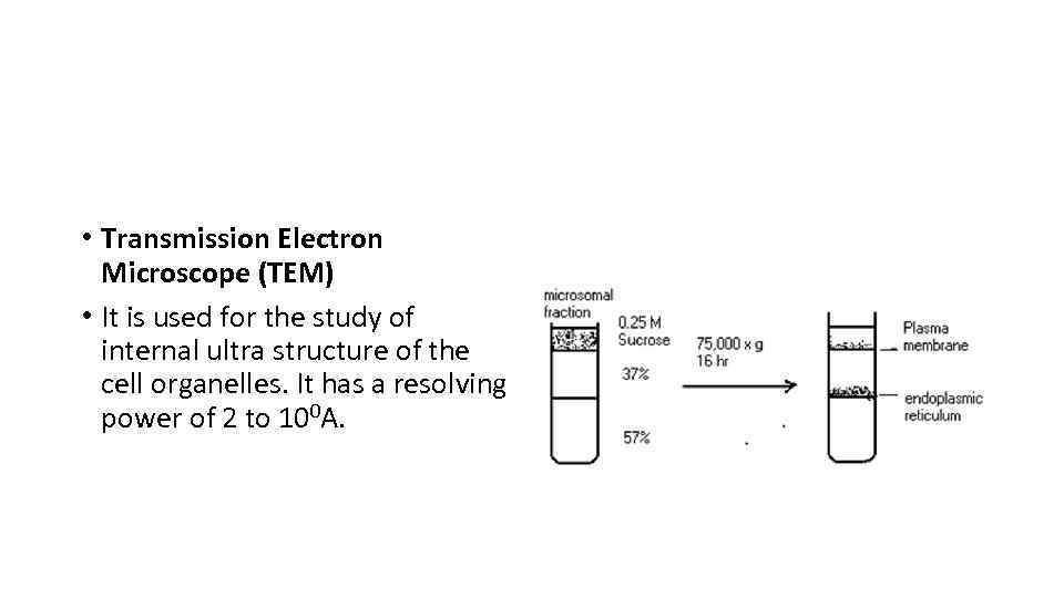  • Transmission Electron Microscope (TEM) • It is used for the study of