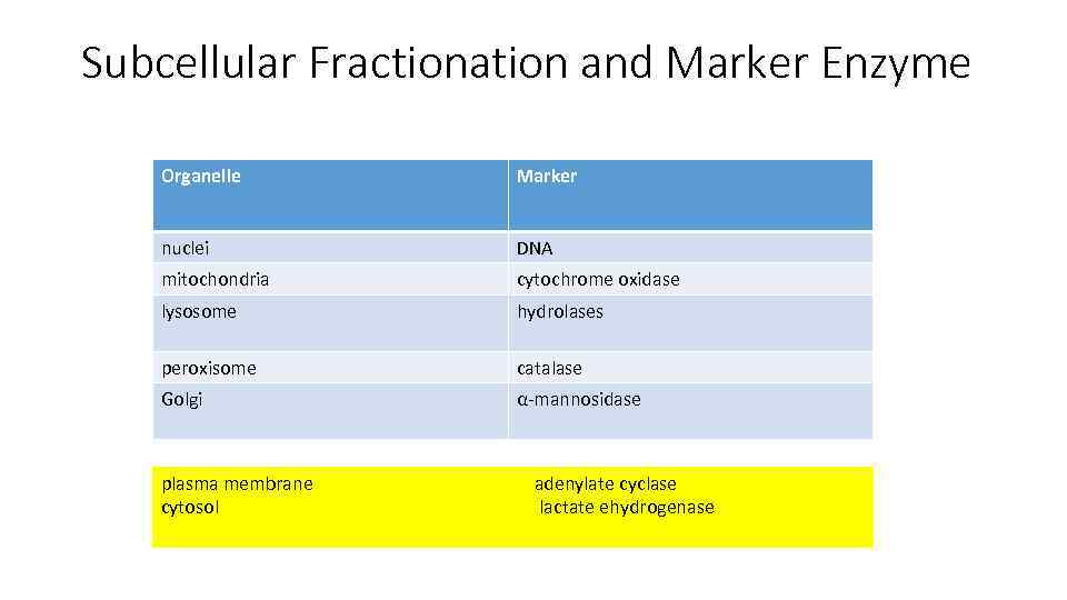 Subcellular Fractionation and Marker Enzyme Organelle Marker nuclei DNA mitochondria cytochrome oxidase lysosome hydrolases