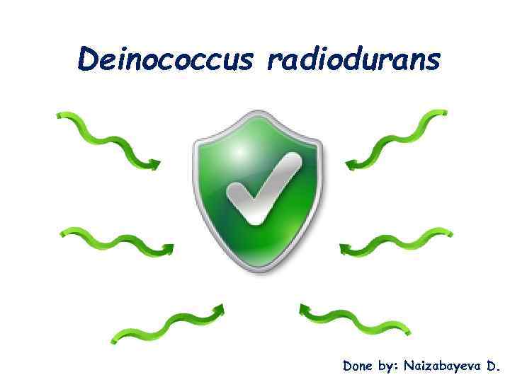 Deinococcus radiodurans Done by: Naizabayeva D. 