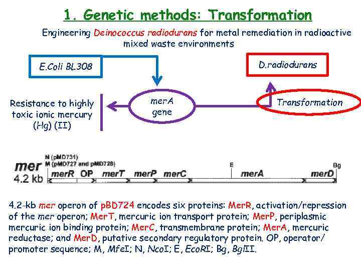 1. Genetic methods: Transformation Engineering Deinococcus radiodurans for metal remediation in radioactive mixed waste