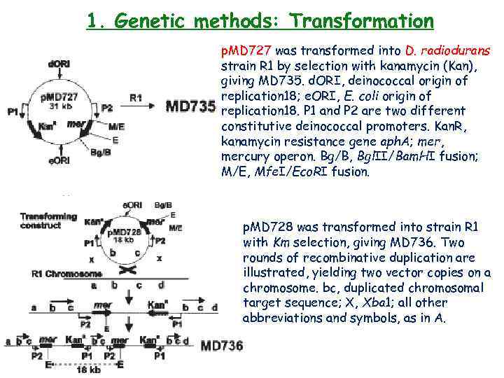 1. Genetic methods: Transformation p. MD 727 was transformed into D. radiodurans strain R