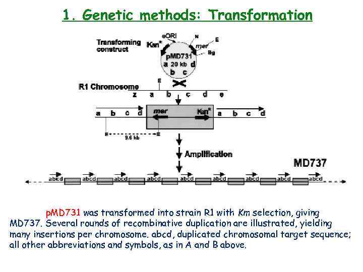 1. Genetic methods: Transformation p. MD 731 was transformed into strain R 1 with