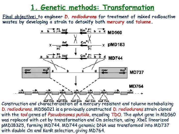 1. Genetic methods: Transformation Final objective: to engineer D. radiodurans for treatment of mixed