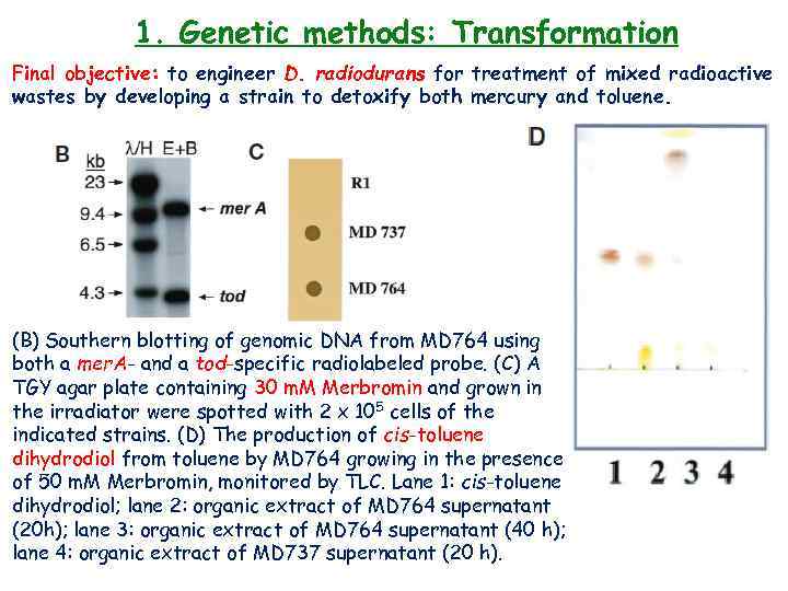 1. Genetic methods: Transformation Final objective: to engineer D. radiodurans for treatment of mixed