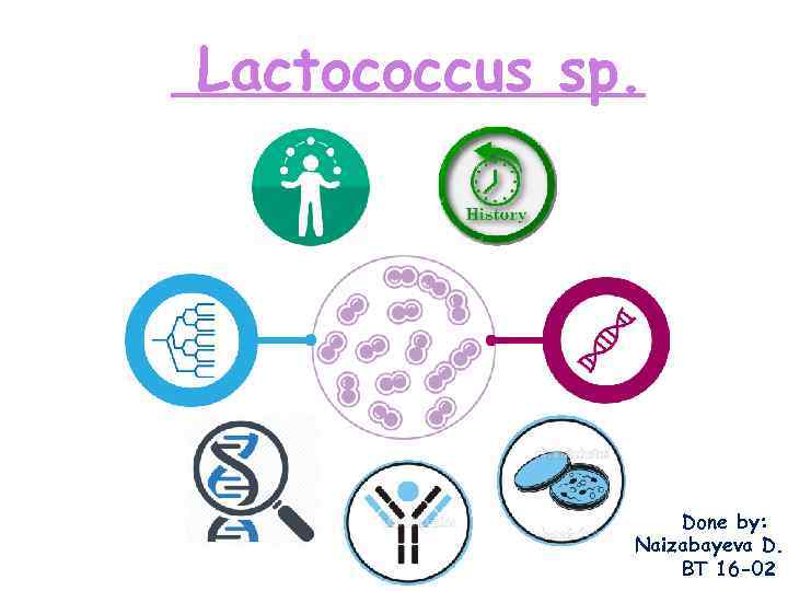 Lactococcus sp. Done by: Naizabayeva D. BT 16 -02 