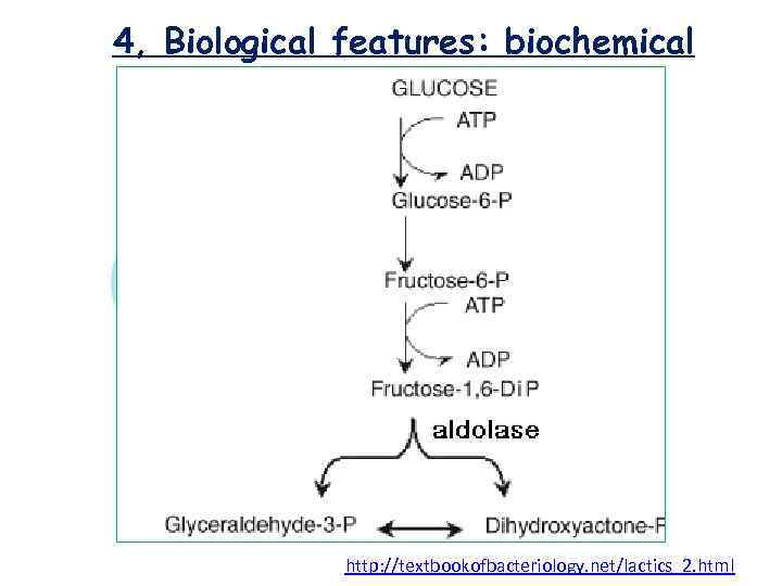 4, Biological features: biochemical http: //textbookofbacteriology. net/lactics_2. html 