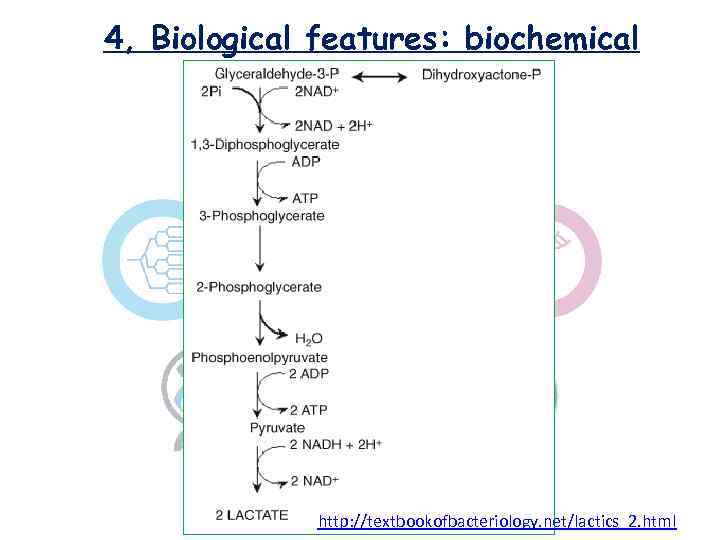 4, Biological features: biochemical http: //textbookofbacteriology. net/lactics_2. html 