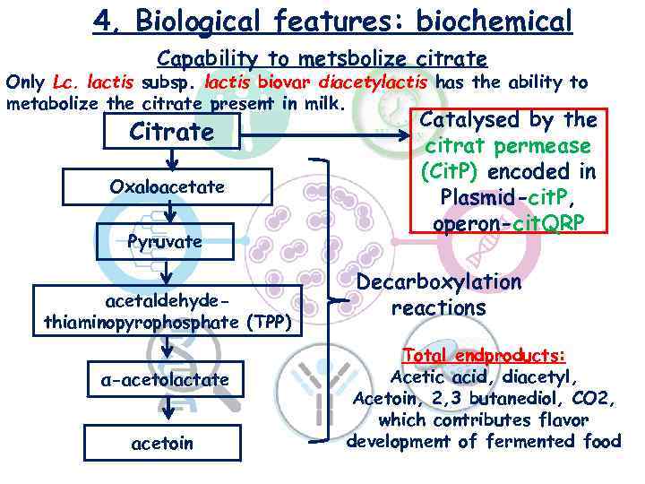 4, Biological features: biochemical Capability to metsbolize citrate Only Lc. lactis subsp. lactis biovar