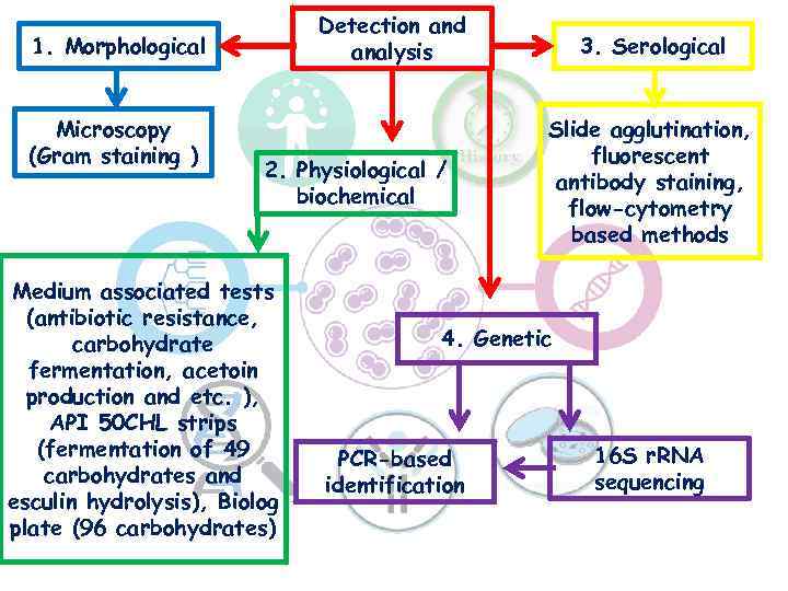 Detection and analysis 1. Morphological Microscopy (Gram staining ) 2. Physiological / biochemical Medium
