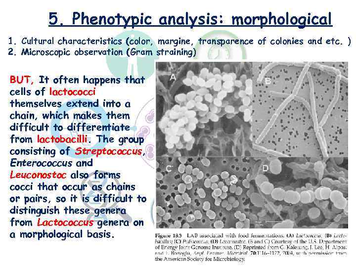 5. Phenotypic analysis: morphological 1. Cultural characteristics (color, margine, transparence of colonies and etc.