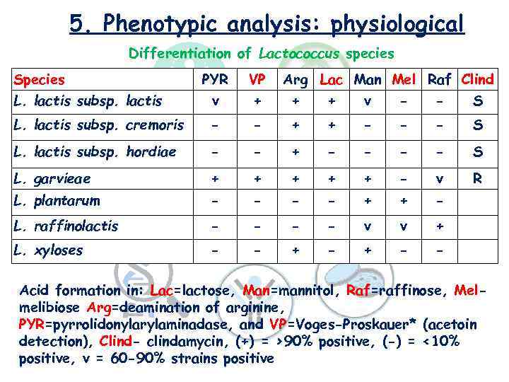5. Phenotypic analysis: physiological Differentiation of Lactococcus species Species PYR VP Arg Lac Man