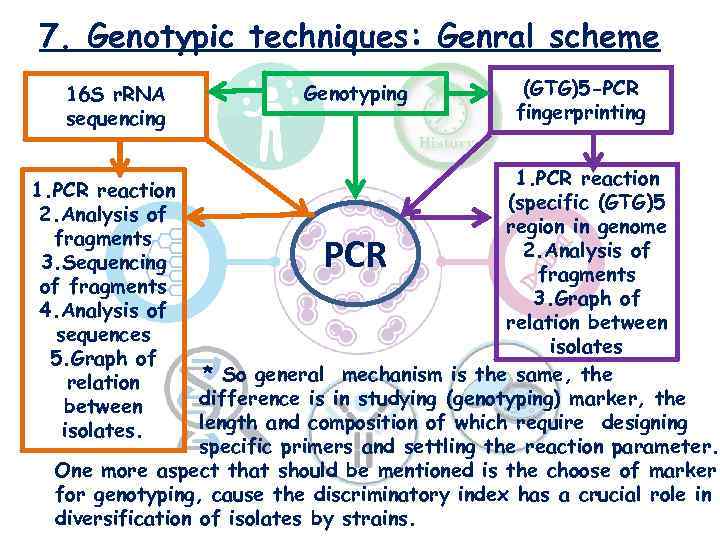 7. Genotypic techniques: Genral scheme 16 S r. RNA sequencing Genotyping (GTG)5 -PCR fingerprinting