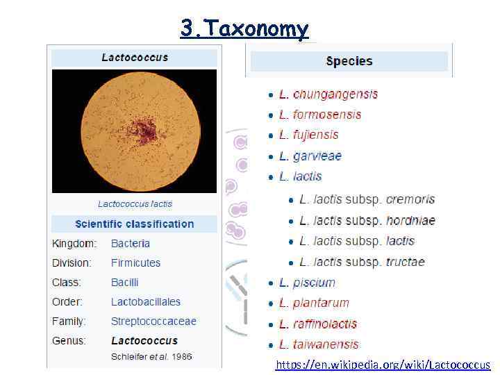 3. Taxonomy https: //en. wikipedia. org/wiki/Lactococcus 