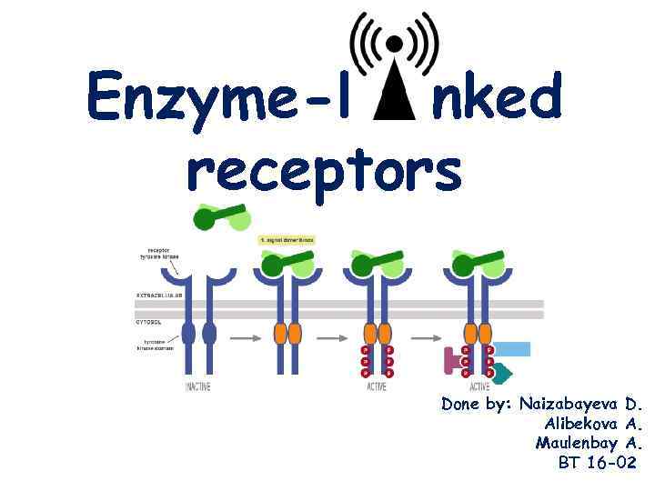 Enzyme-l nked receptors Done by: Naizabayeva D. Alibekova A. Maulenbay A. BT 16 -02