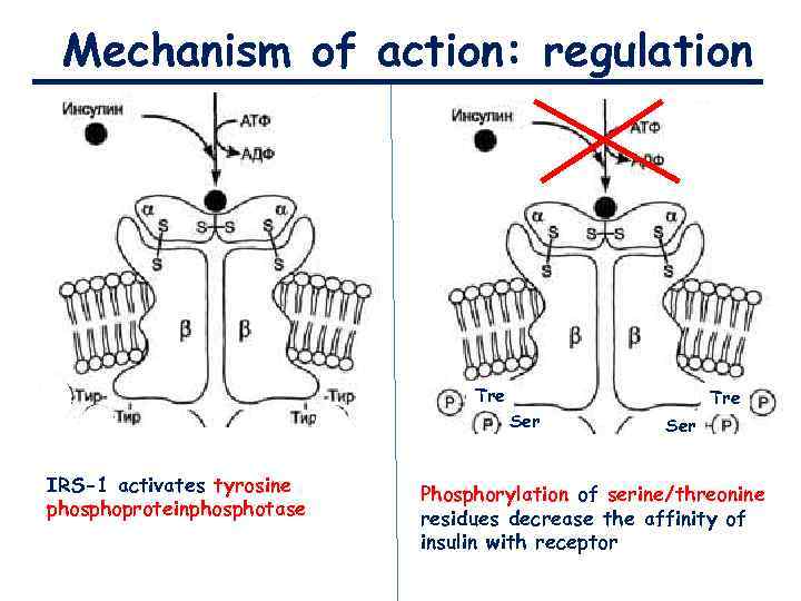 Mechanism of action: regulation Tre Ser IRS-1 activates tyrosine phosphoproteinphosphotase Tre Ser Phosphorylation of