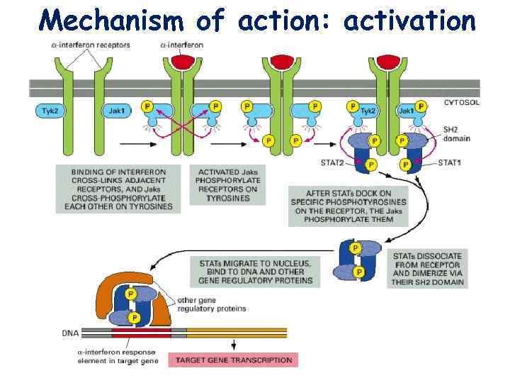 Mechanism of action: activation 