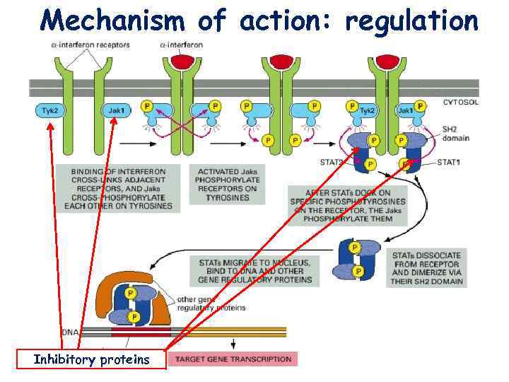 Mechanism of action: regulation Inhibitory proteins 