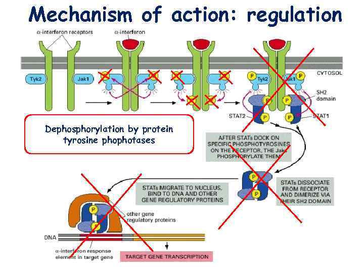 Mechanism of action: regulation Dephosphorylation by protein tyrosine phophotases 