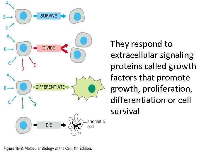  • They respond to extracellular signaling proteins called growth factors that promote growth,