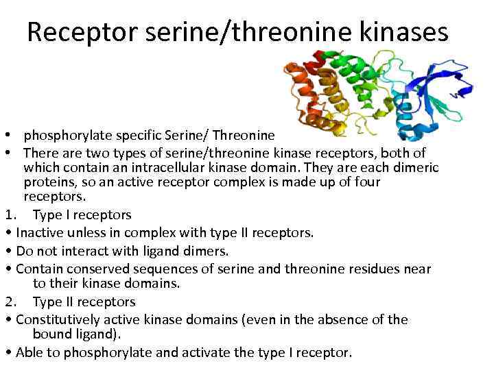 Receptor serine/threonine kinases • phosphorylate specific Serine/ Threonine • There are two types of